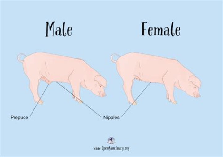 What's a female and male pig called?