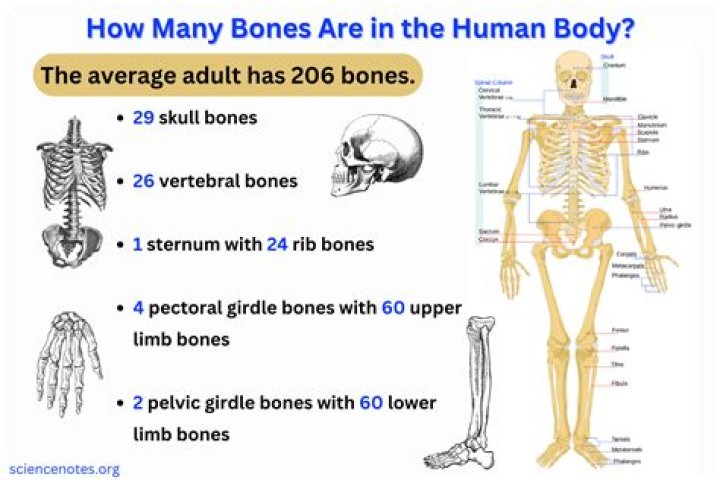 What's the most important bone in your body?