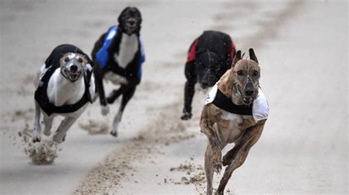 What's wrong with greyhound racing?