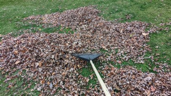 When can I start raking my yard?