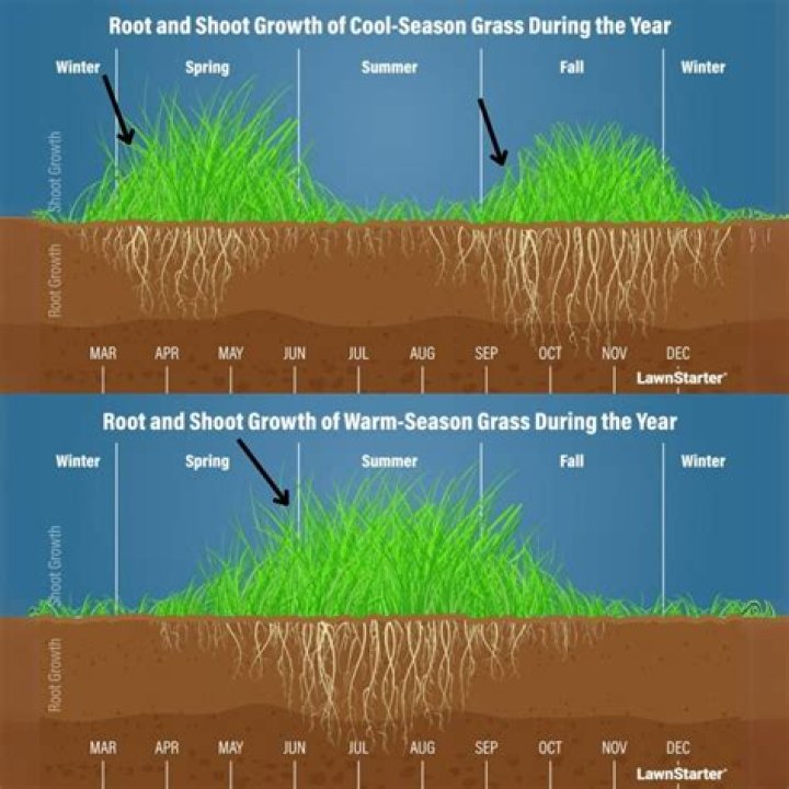 When should I plant grass seed in spring?