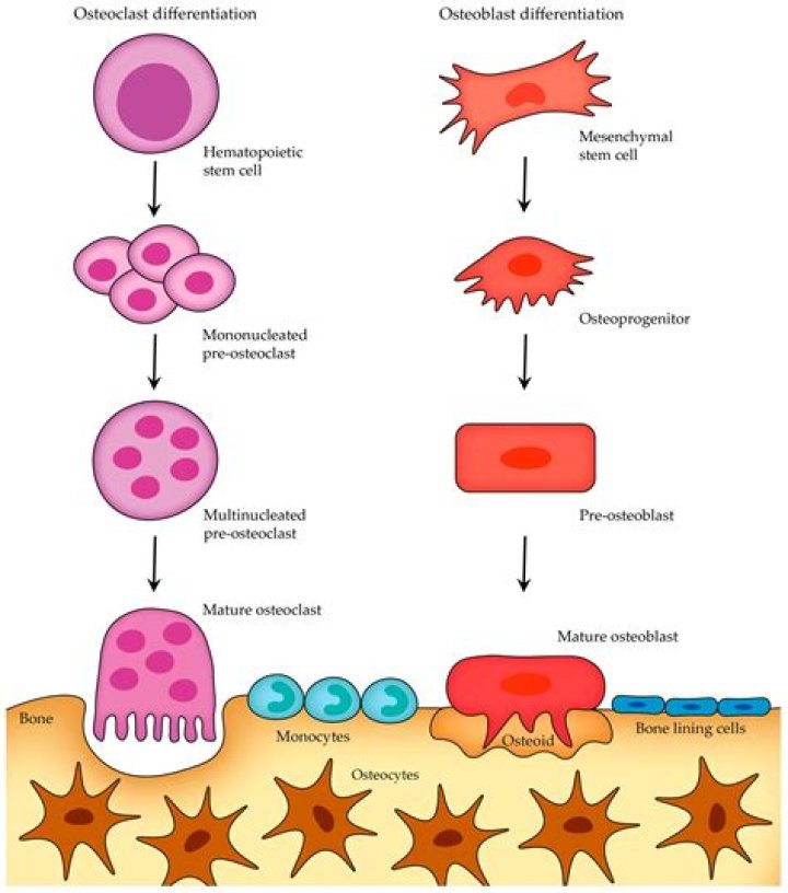Where are osteoblasts found quizlet?