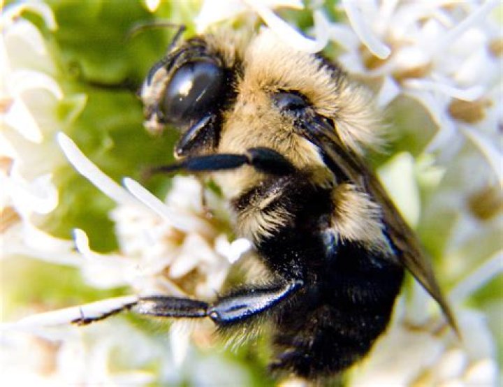 Where do honey bees go at night?