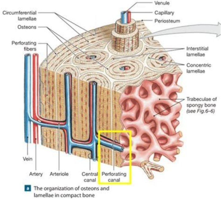 Where is the perforating canal located?