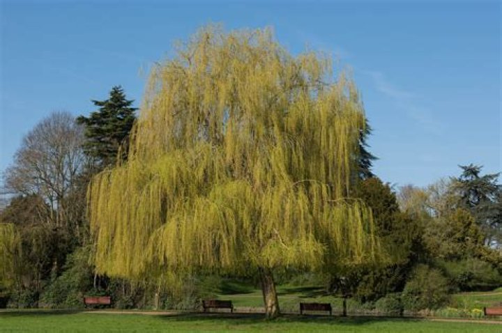 Where should you not plant a weeping willow tree?