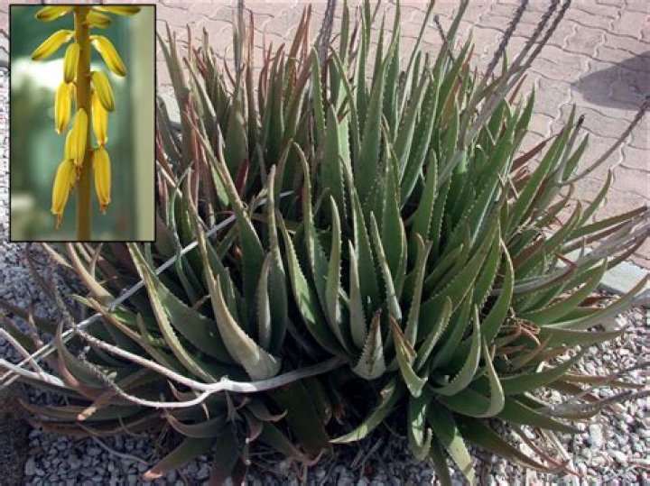 Which aloe is poisonous?