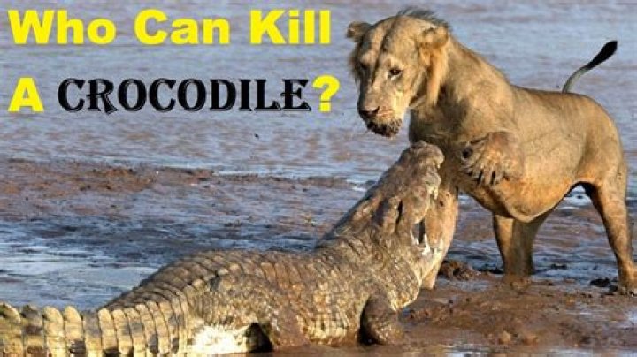 Which animal can kill a crocodile?