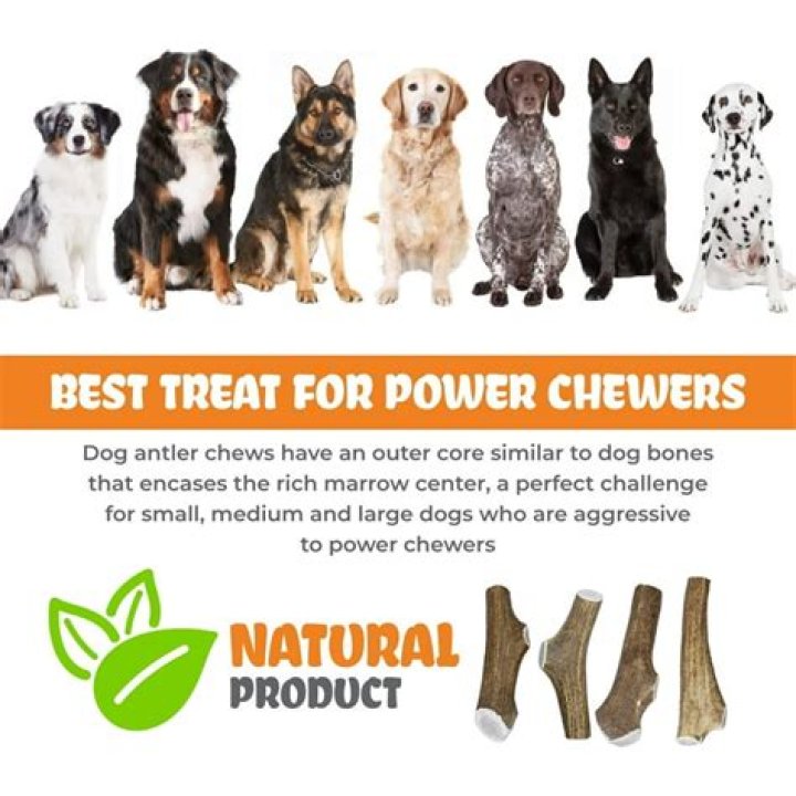 Which antlers are best for dogs?