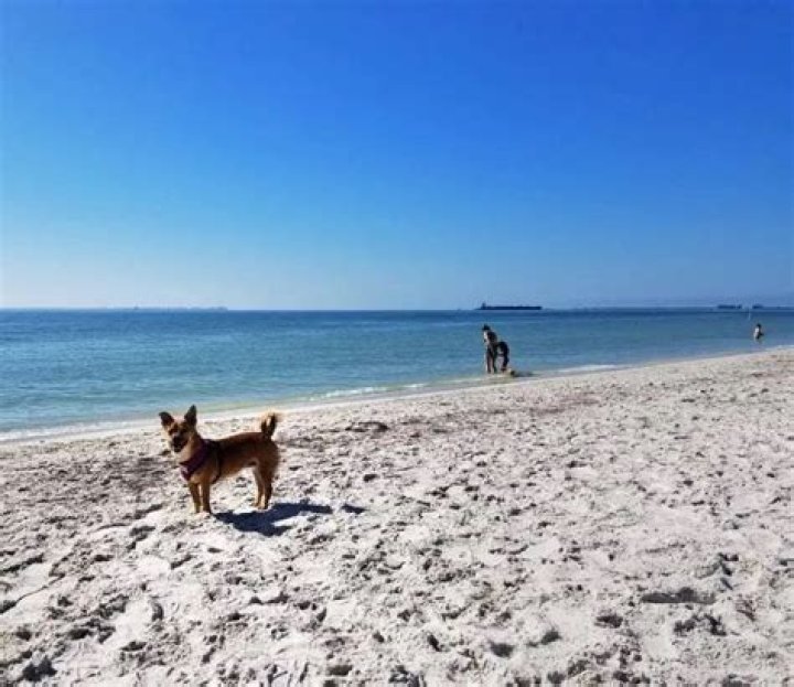 Which beaches on Anglesey are dog-friendly?