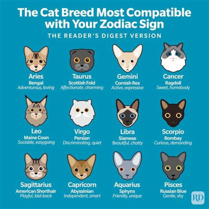 Which cat is the most cuddly?