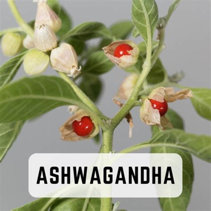 Which is better ginseng or ashwagandha?