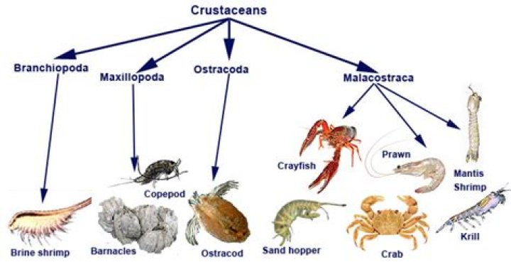 Which of the following is the role of crustaceans like crabs in the mangrove ecosystem?