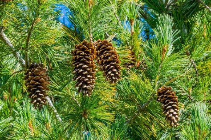 Which plants like pine needles?