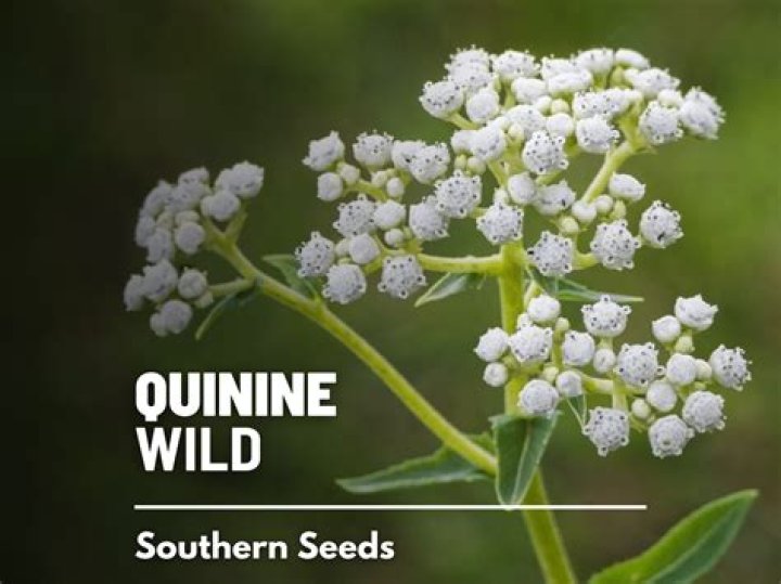 Which tree produces quinine?