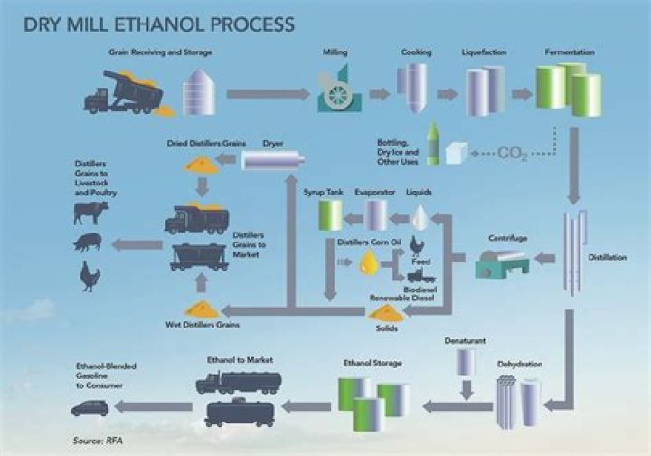 Which yeast is used to make ethanol?