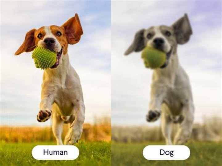 Who has the best vision in the world?