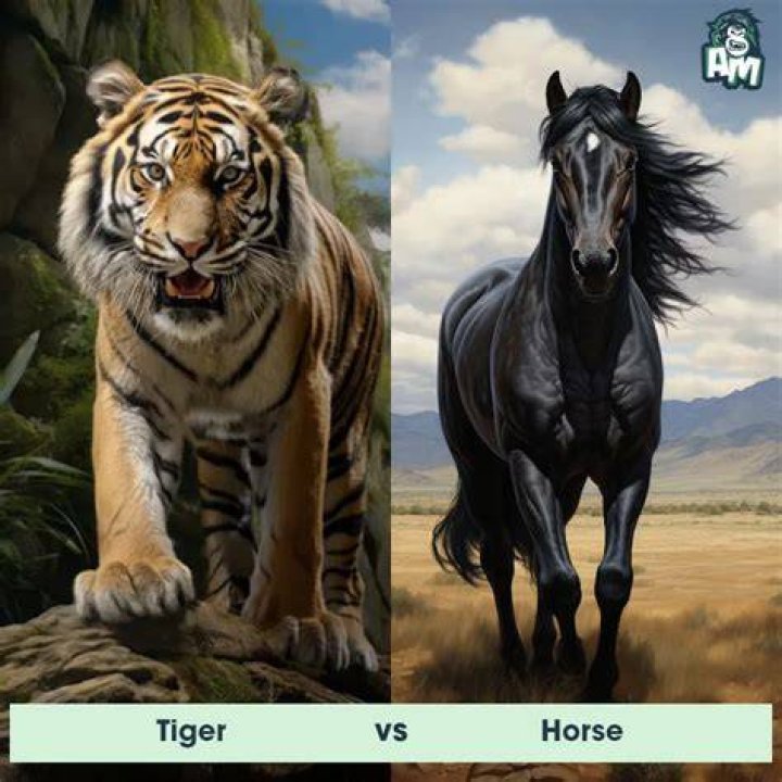 Who is SAFF on Tiger King?