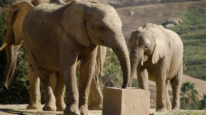 Why are elephants scared of pigs?