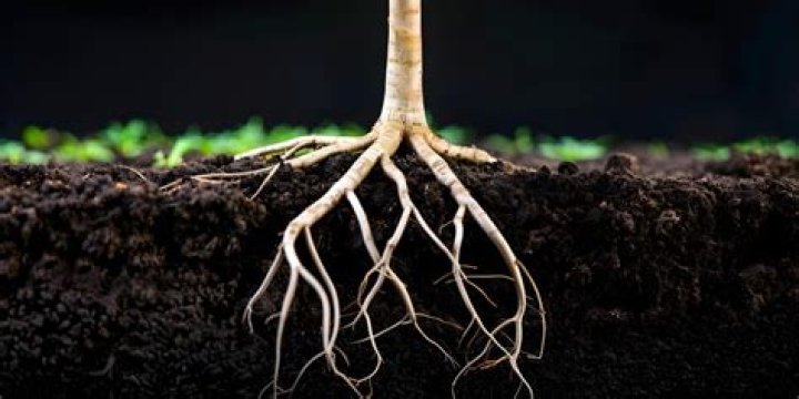 Why are my roots showing after a week?