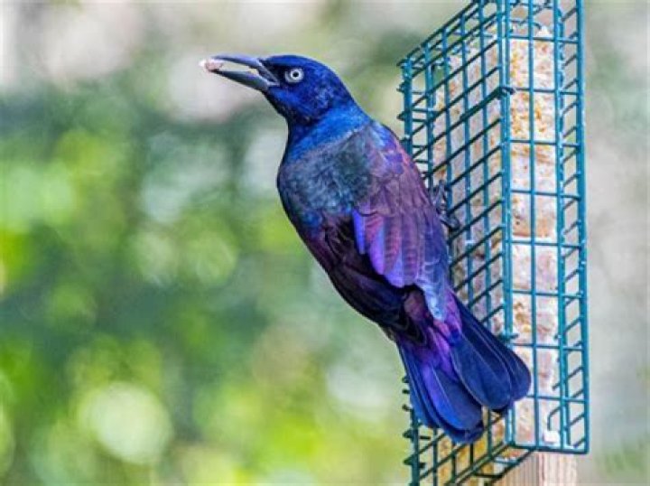 Why are they called Bird rights?