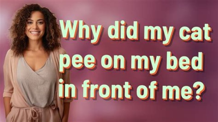 Why did my cat pee on my bed in front of me?