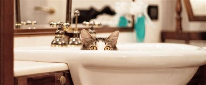 Why do cats follow you to the bathroom?