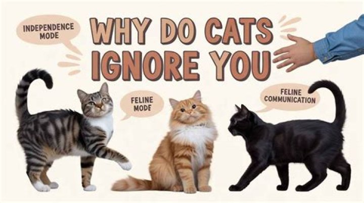 Why do cats ignore you?