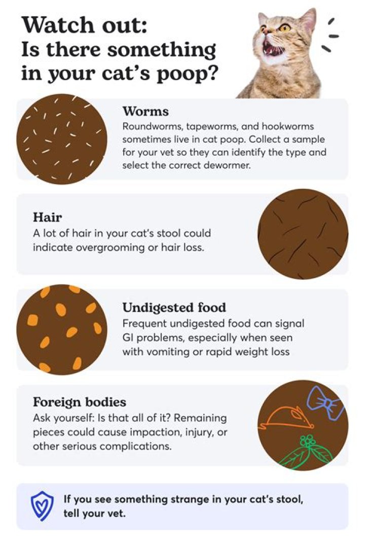 Why do cats poop in their beds?