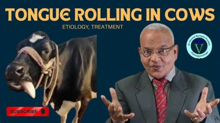 Why do cows roll their tongues?