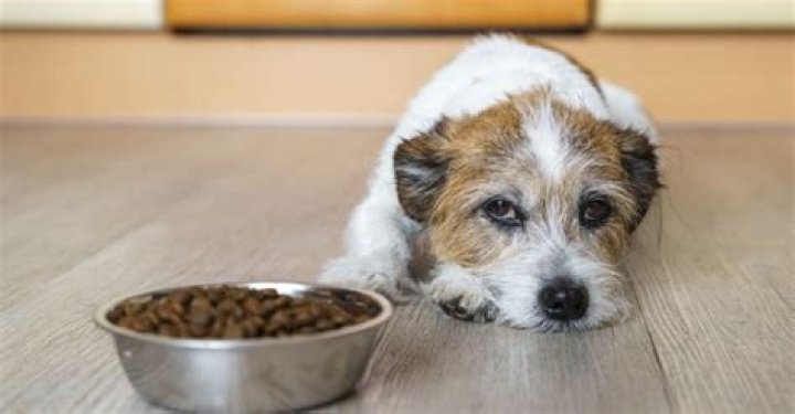 Why do dogs refuse to pee?