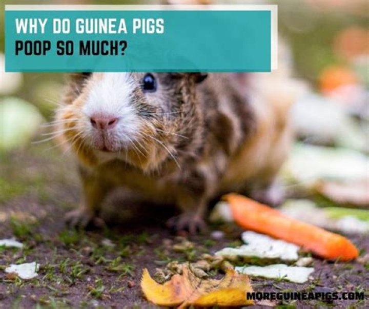 Why do guinea pigs poop so much?