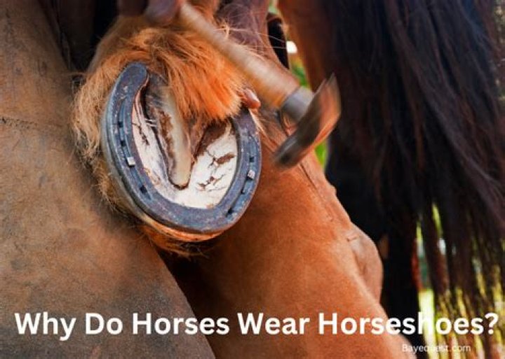 Why do horses lift their front legs?