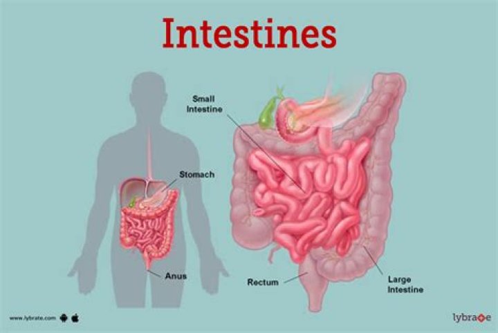 Why do intestines shrink?