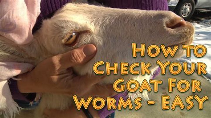 Why do my goats keep getting worms?