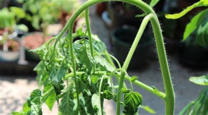 Why do my tomato plants look like they are dying?