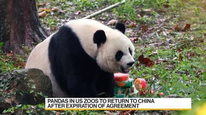 Why do pandas only live in China?