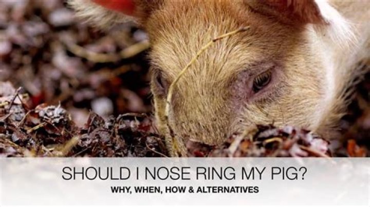 Why do pigs rub their noses on you?