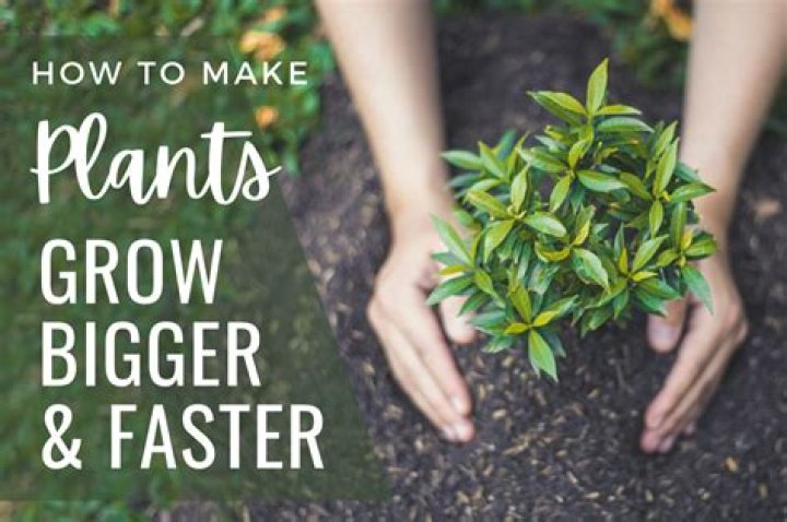 Why do plants grow faster at night?
