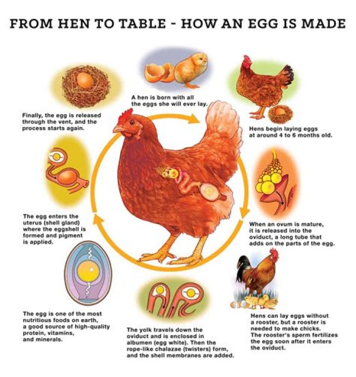 Why does cooked chicken smell like eggs?