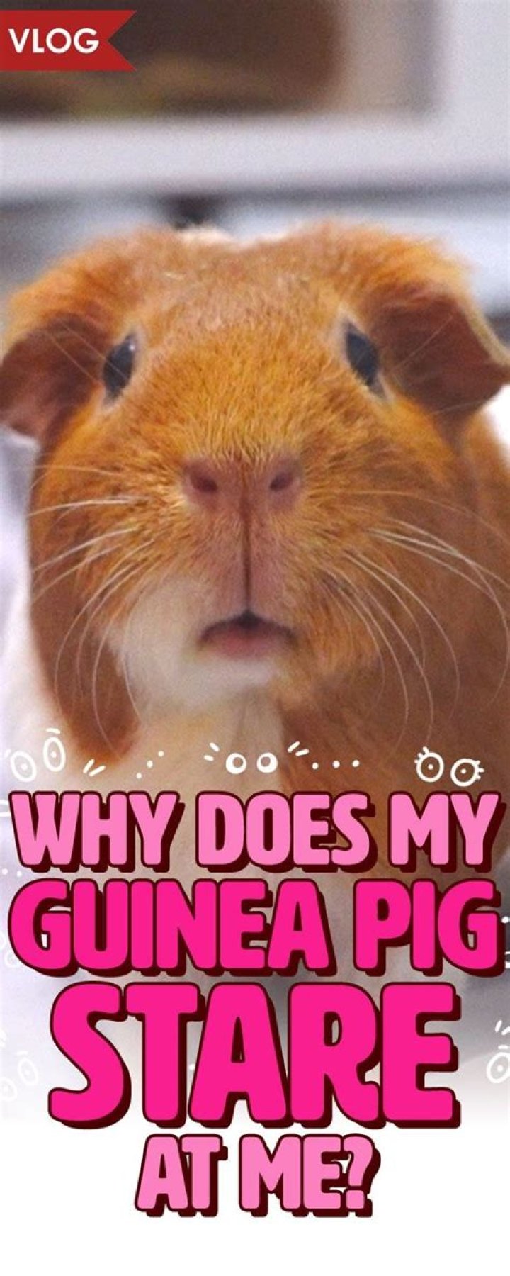 Why does my baby pig root on me?