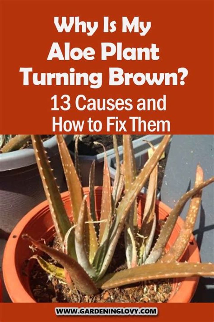 Why is my aloe plant turning brown at the tips?