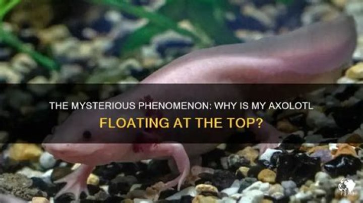 Why is my axolotl floating at the top?