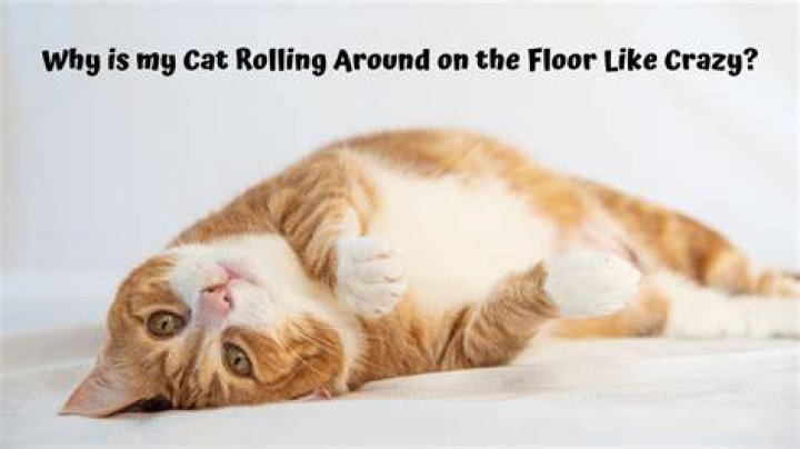 Why is my cat rolling around on the floor like crazy?