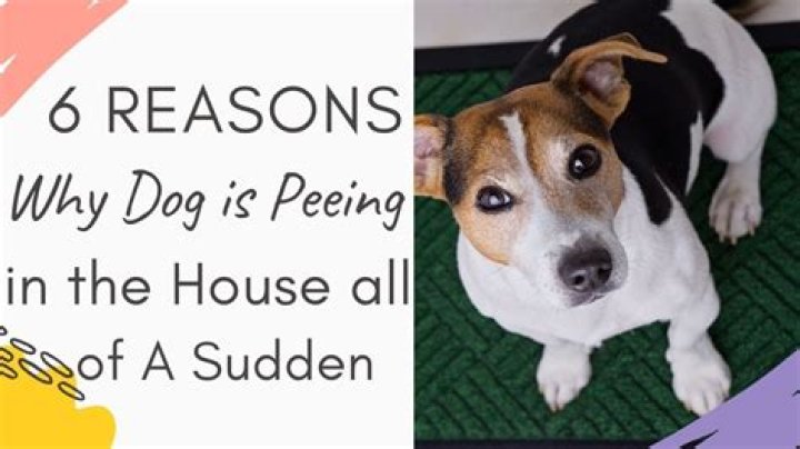 Why is my dog peeing in the house?