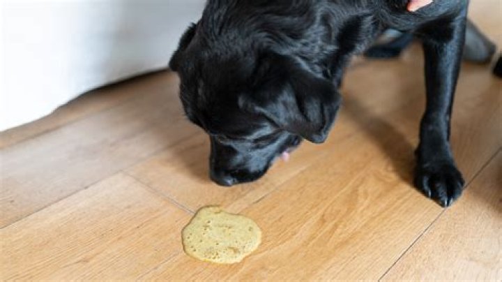 Why is my dog throwing up food in the middle of the night?