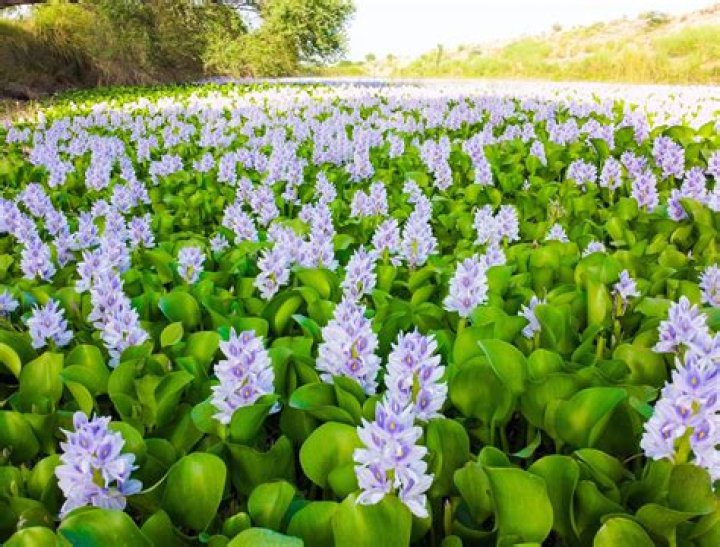 Why is water hyacinth banned?