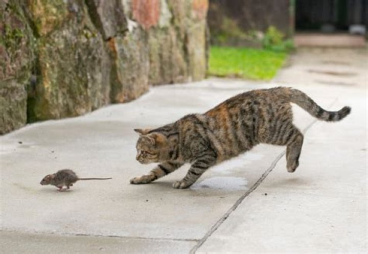 Will a dead rat keep other rats away?
