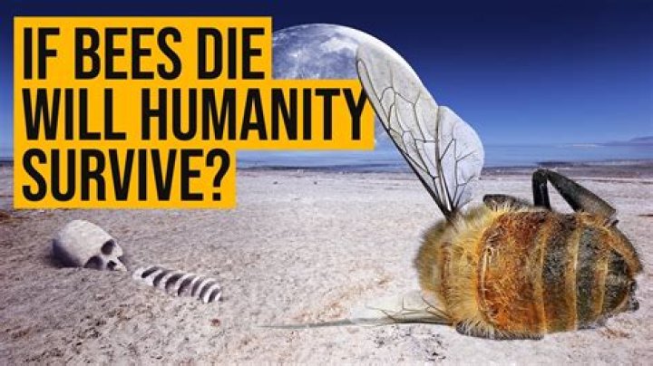 Will humans go extinct if bees do?