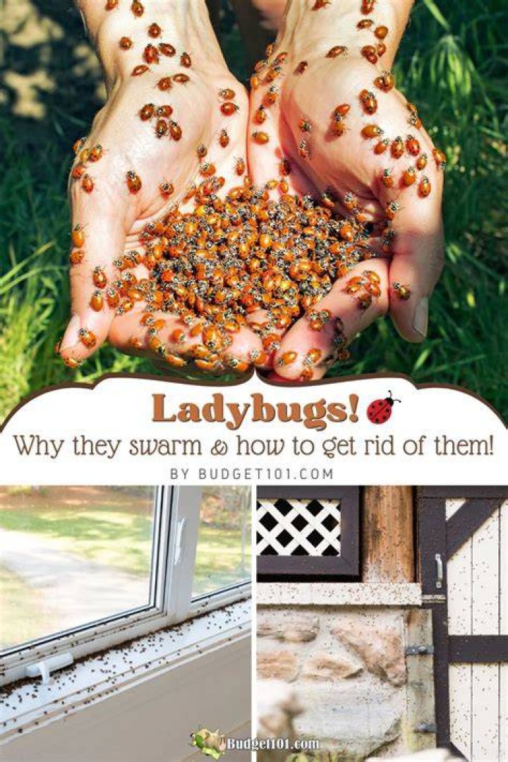 Will lemon juice get rid of ladybugs?