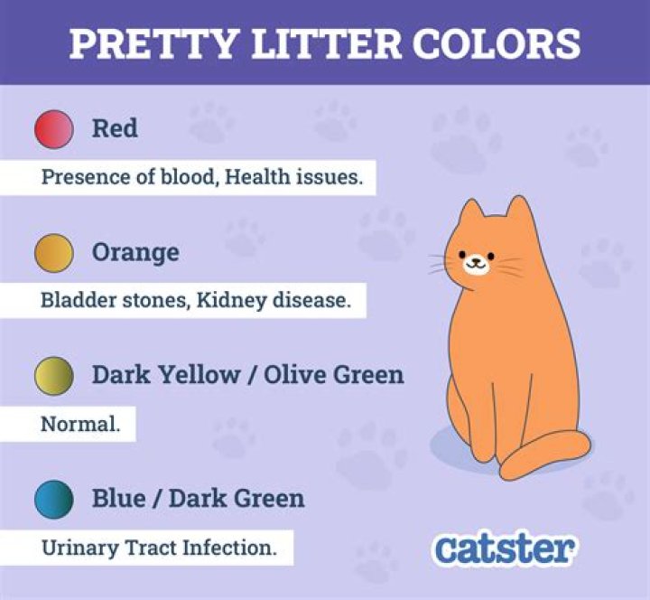 Will pretty litter tell me if my cat has a UTI?